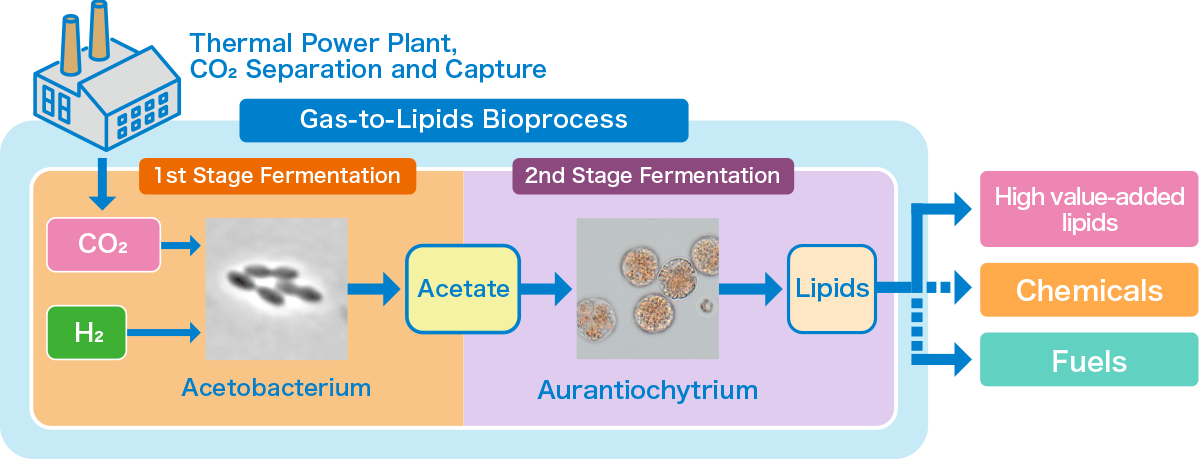 Development of Gas-to-Lipids Bioprocess