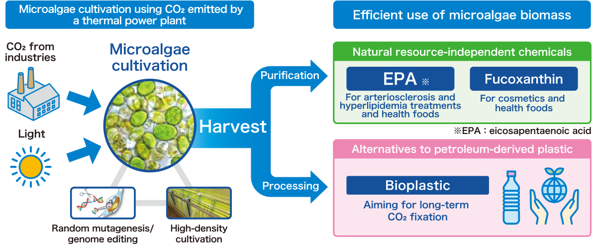 微細藻類によるCO₂固定化と有用化学品生産に関する研究開発
